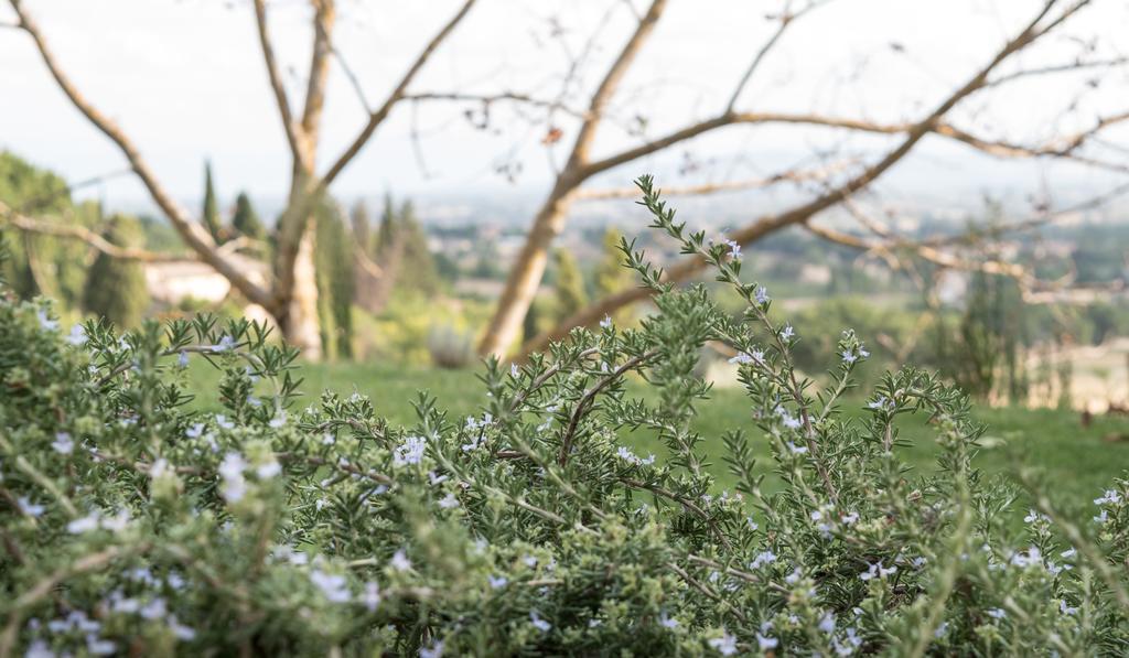 B&B Cantico Delle Creature Ασίζη Εξωτερικό φωτογραφία