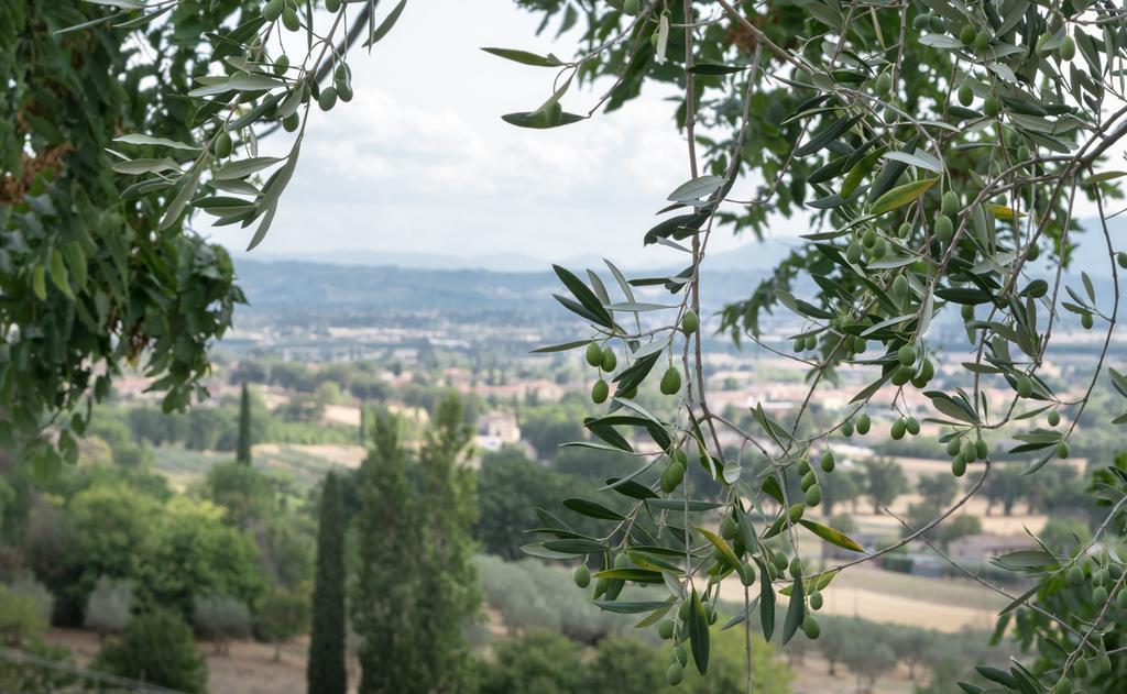 B&B Cantico Delle Creature Ασίζη Εξωτερικό φωτογραφία